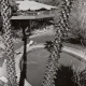 Tennis Club, Palm Springs, CA: Julius Shulman Photographic Archive, Research Library, The Getty Research Institute